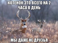 Котенок это всего на 2 часа в день мы даже не друзья