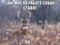 Зай, мне по работе собак ставят Ок......