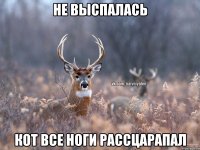 Не выспалась Кот все ноги рассцарапал