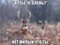 "Я тебе че олень?" Нет,милый,что ты