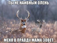 Ты не наивный Олень Меня в правду мама зовет