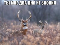 ты мне два дня не звонил 