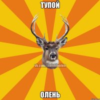 тупой олень