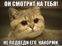 Он смотрит на тебя! Не подведи его, накорми.