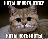 Коты просто супер Коты коты коты