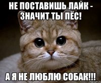 Не поставишь лайк - значит ты пёс! А я не люблю собак!!!