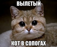 вылетый кот в сопогах