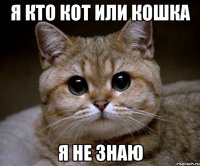 я кто кот или кошка я не знаю