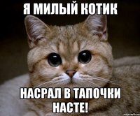 Я милый котик Насрал в тапочки Насте!