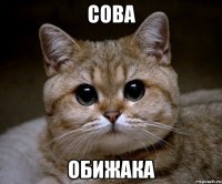 сова обижака