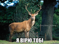  Я вірю тобі