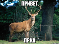 Привет прка