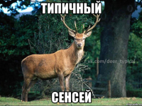 типичный Сенсей