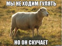 мы не ходим гулять НО он скучает