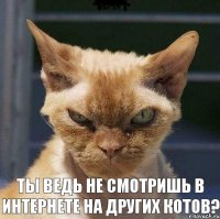  ты ведь не смотришь в интернете на других котов?