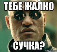 Тебе жалко Сучка?