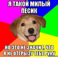 Я такой милый песик Но это не значит, что я не отгрызу тебе руку