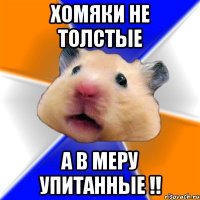 Хомяки не толстые А в меру упитанные !!