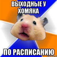 Выходные у хомяка По расписанию