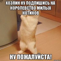 Хозяин ну подпишись на Королевство милых котиков ну пожалуйста!