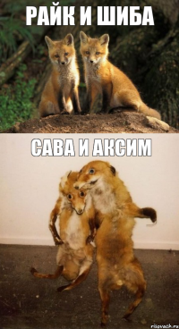 Райк и Шиба Сава и Аксим