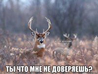  Ты что мне не доверяешь?