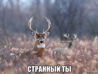  странный ты