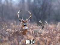  Окей