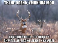 Ты не олень, умничка моя Одинокий волк, что сидит и скучает. Ай, ладно, лежит и скучает