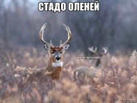 Стадо оленей 