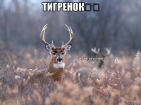 ТИГРЕНОК❤️ 