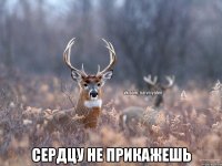  сердцу не прикажешь