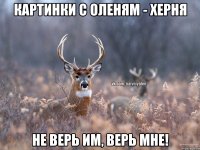 Картинки с Оленям - Херня Не верь им, верь мне!