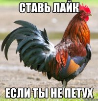 Ставь лайк если ты не петух