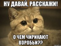 Ну давай, расскажи! О чем чирикают воробьи??