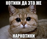 Котики да это же НАРКОТИКИ