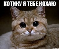 котику я тебе кохаю 