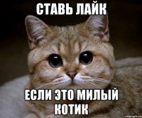 ставь лайк если это милый котик