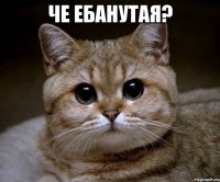 че ебанутая? 