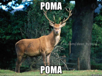 РОМА РОМА