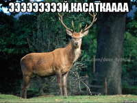 эээээээээй,касаткаааа 