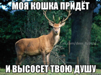 моя кошка придёт и высосет твою душу