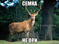 семка не ори