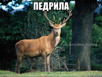 педрила 