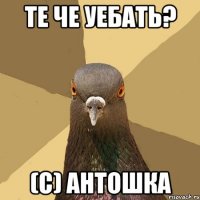 Те че уебать? (с) Антошка