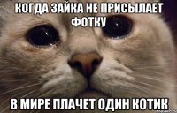 Когда зайка не присылает фотку в мире плачет один котик
