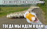 вы все ещё не спите с утками? тогда мы идем к вам!