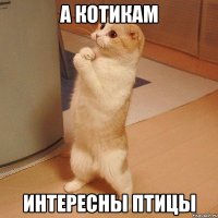 А котикам интересны птицы