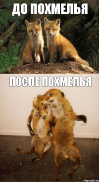 ДО ПОХМЕЛЬЯ ПОСЛЕ ПОХМЕЛЬЯ