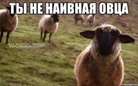 ТЫ НЕ НАИВНАЯ ОВЦА 